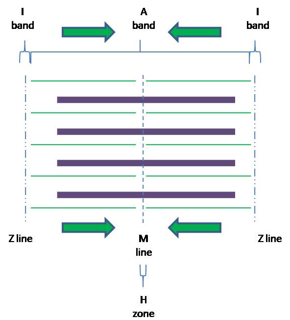 Diagram of a sarcomere in a contracting muscle